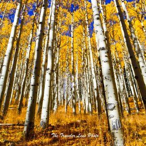 Fall Colors in Flagstaff picture